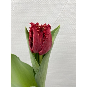Tulipa Anabelle