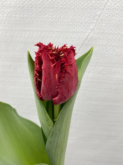<h4>Tulipa Anabelle</h4>