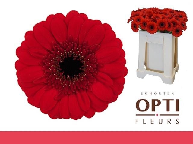 <h4>Ge Mi Red Ruby</h4>