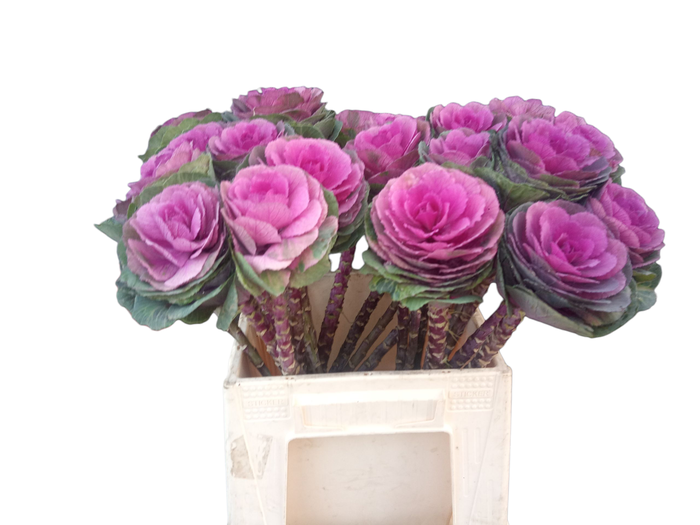 <h4>BRASS RED CRANE</h4>