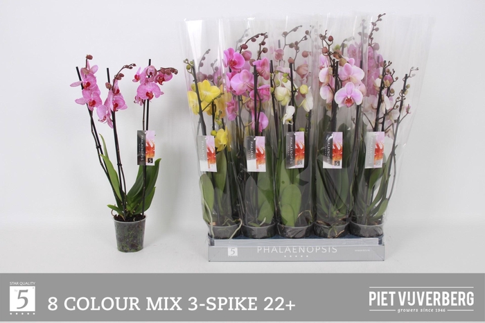 <h4>Phal Gem 8 Kl</h4>