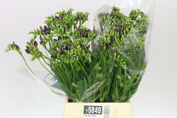 <h4>Fr Du Blue Bayou</h4>