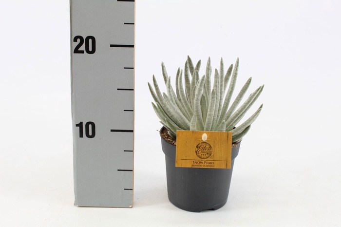 <h4>Senecio Scaposus 10,5cm</h4>