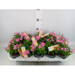 Catharanthus ros. 'Soiree Hot Pink'