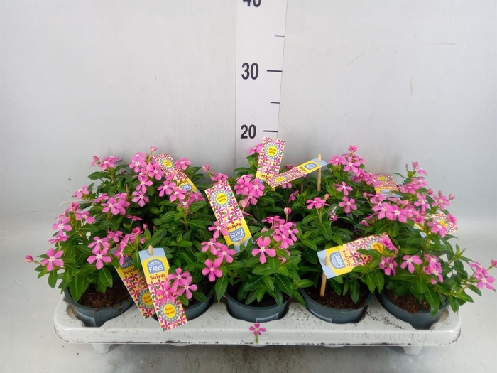 <h4>Catharanthus ros. 'Soiree Hot Pink'</h4>