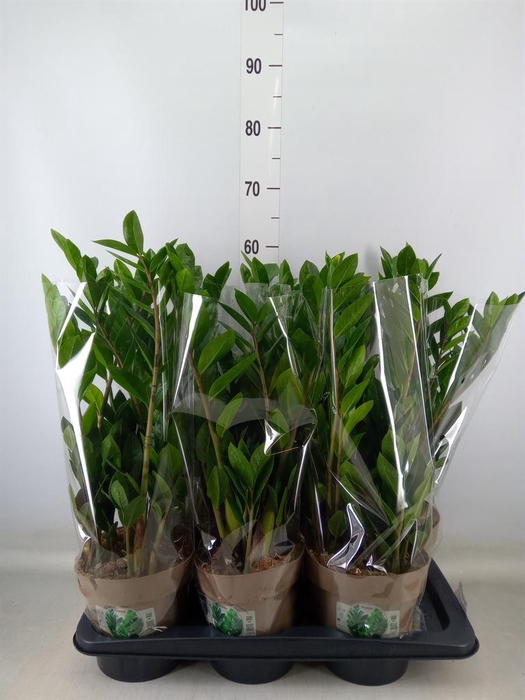 <h4>Zamioculcas zamiifolia</h4>