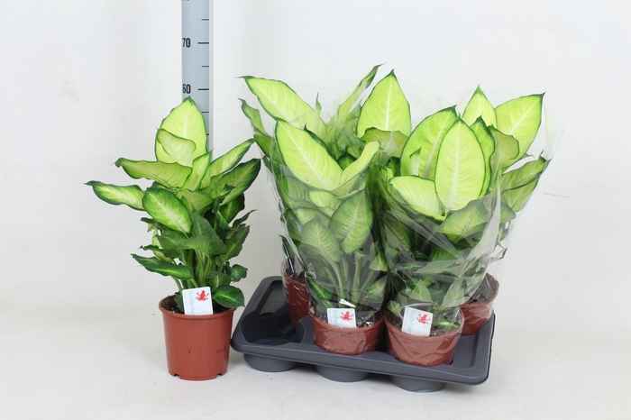 DIEFF SUMMER STYLE