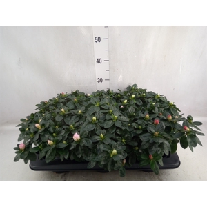 Rhododendron sim.   ...