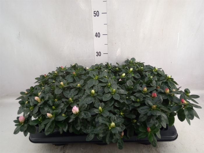 <h4>Rhododendron sim.   ...</h4>