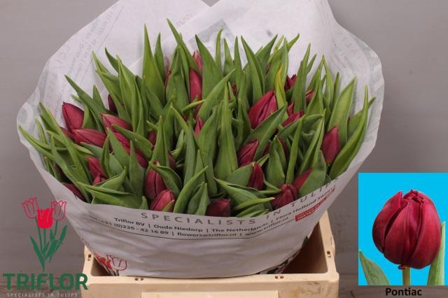 <h4>TU DU PONTIAC</h4>