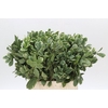 Pittosporum Ilan