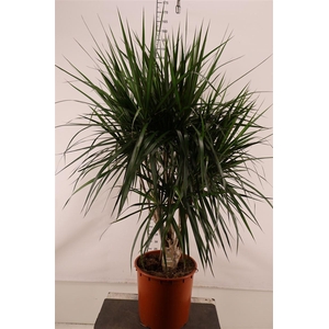 Dracaena 34 Cm. P. Marginata Vertakt 160 Cm. Hoog