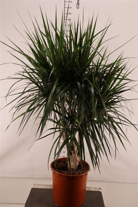 <h4>Dracaena 34 Cm. P. Marginata Vertakt 160 Cm. Hoog</h4>