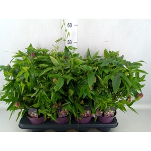 Passiflora violacea 'Victoria'