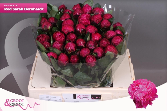 <h4>PAEO L RED SARAH BER</h4>