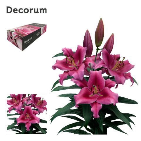<h4>LI DALIAN 5+ Medium Decorum Box</h4>