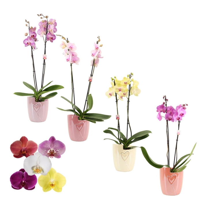 <h4>Phalaenopsis 2 tak 14+ mix in Joa (Special moods-collection)</h4>