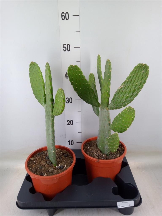 <h4>Opuntia</h4>