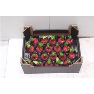 Hyacint Topline Kerstrood