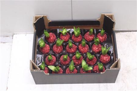 <h4>Hyacint Topline Kerstrood</h4>