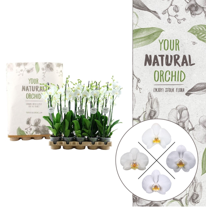 <h4>Your Natural Orchid | Eco White 60cm | Phalaenopsis 3 spike</h4>