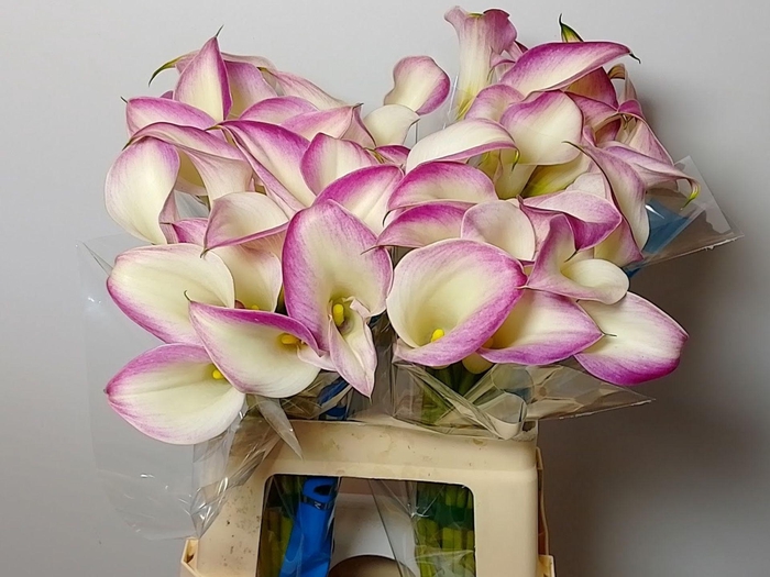 <h4>ZANT CALL MARIO</h4>