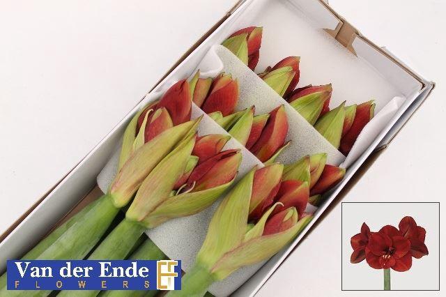 <h4>HIPPEASTRUM GA 'FERRARI'</h4>