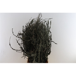 Larix Takken Fresh 100cm P Bunch