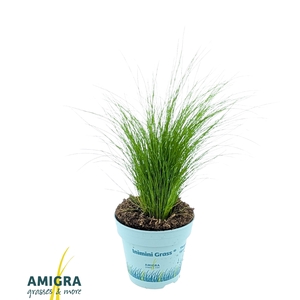 Stipa tenuifolia 'Ponytails'