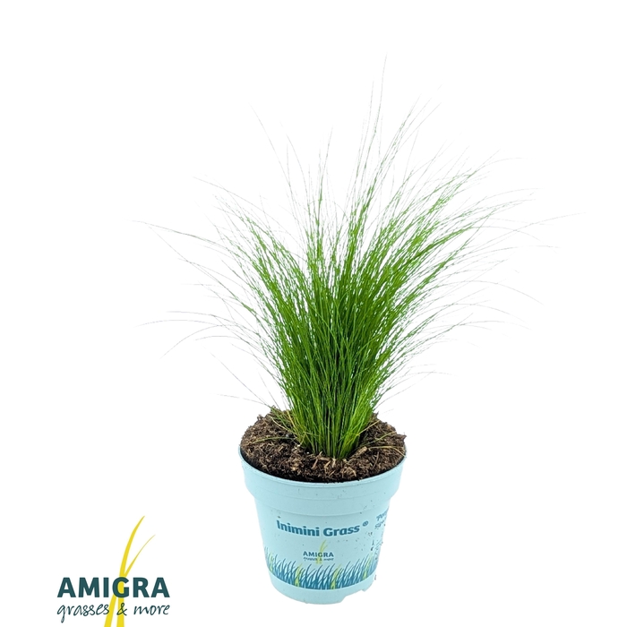 <h4>Stipa tenuifolia 'Ponytails'</h4>