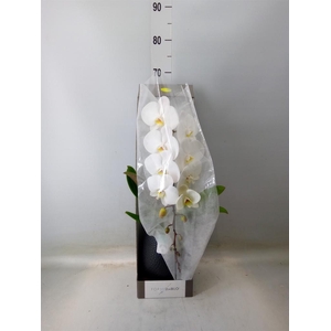 Phalaenopsis   ...white