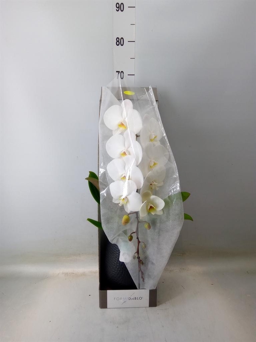 <h4>Phalaenopsis ...white</h4>