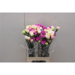 Di St Rainbow Mix Pastel