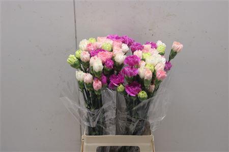 <h4>Di St Rainbow Mix Pastel</h4>
