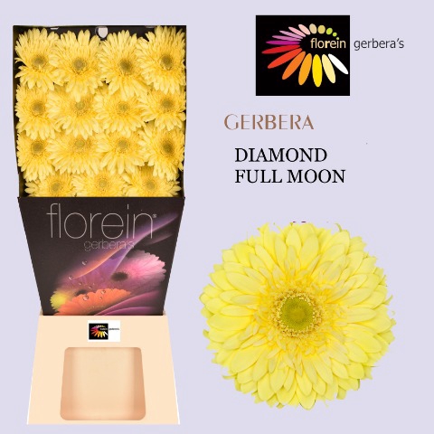 <h4>Gerbera Full Moon Diamond</h4>