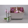 Phal Mf Gem 8 Kl