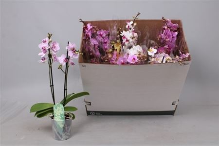 Phal Mf Gem 8 Kl