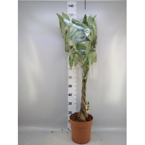 Pachira aquatica