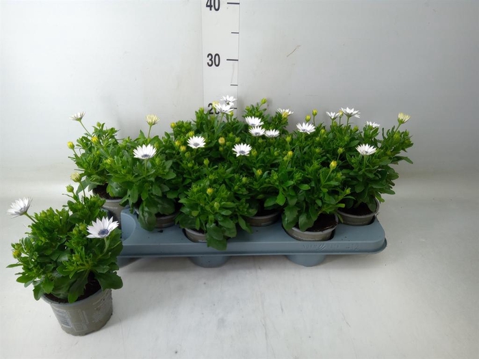 <h4>Osteospermum   ...</h4>