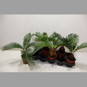 Cycas Revoluta