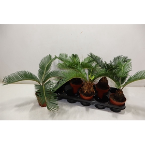Cycas Revoluta