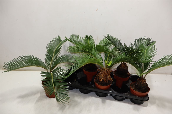 <h4>Cycas Revoluta</h4>