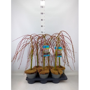 Salix caprea 'Kilmarnock'