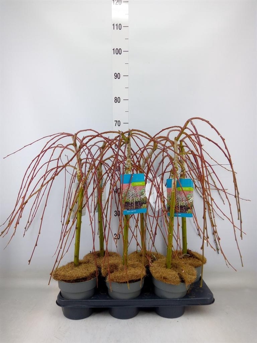 <h4>Salix caprea 'Kilmarnock'</h4>