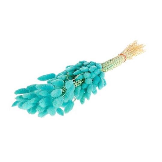 Droogbloem Lagurus 55cm