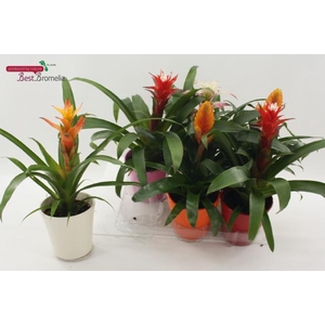 BROMELIA GEM