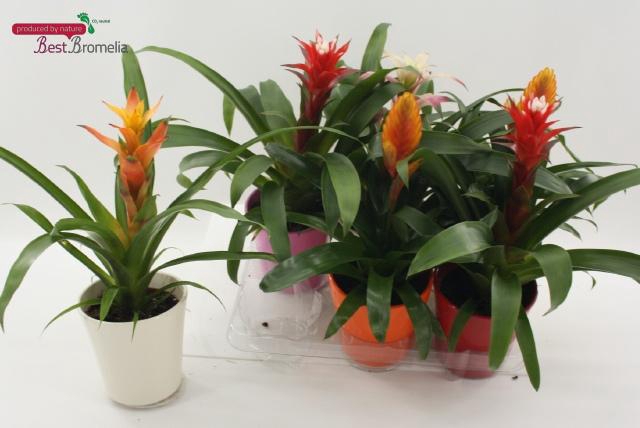 <h4>BROMELIA GEM</h4>