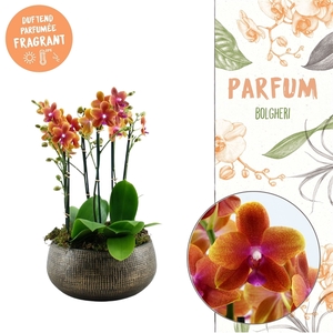 Parfum | Bolgheri 3 in Ryan bowl | Phalaenopsis