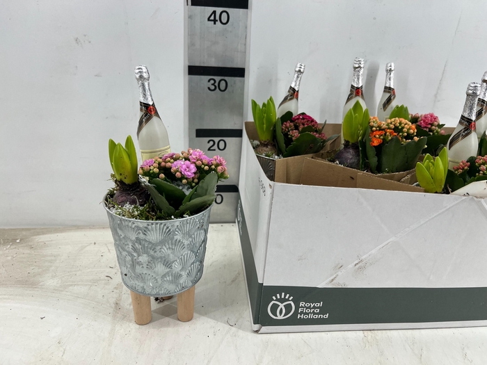 <h4>ARR HYACINTH</h4>