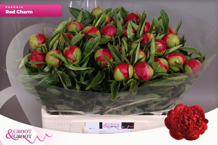 <h4>Paeonia Red Charm | XXL</h4>